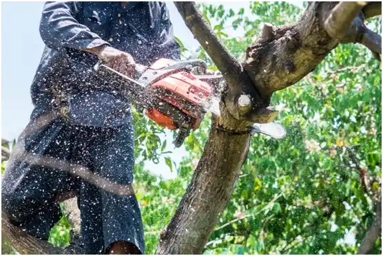 tree services Horicon